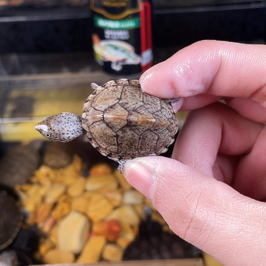 用***0绿毛龟母点点滴滴订单