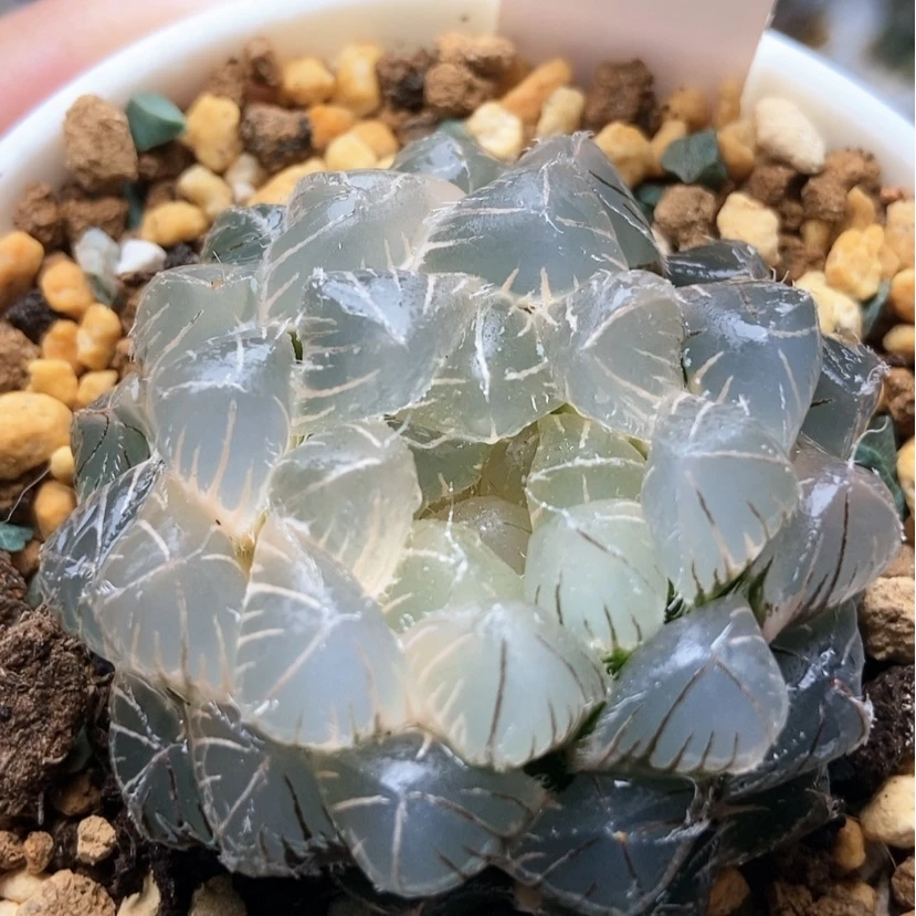 【闪购商品】白赤线锦26
