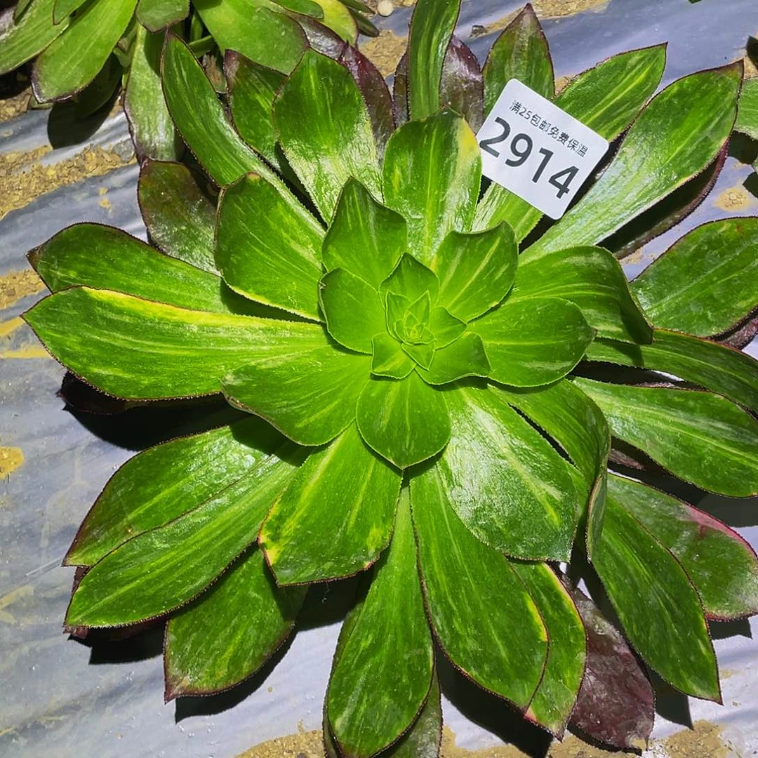 2914魅影七彩多肉植物