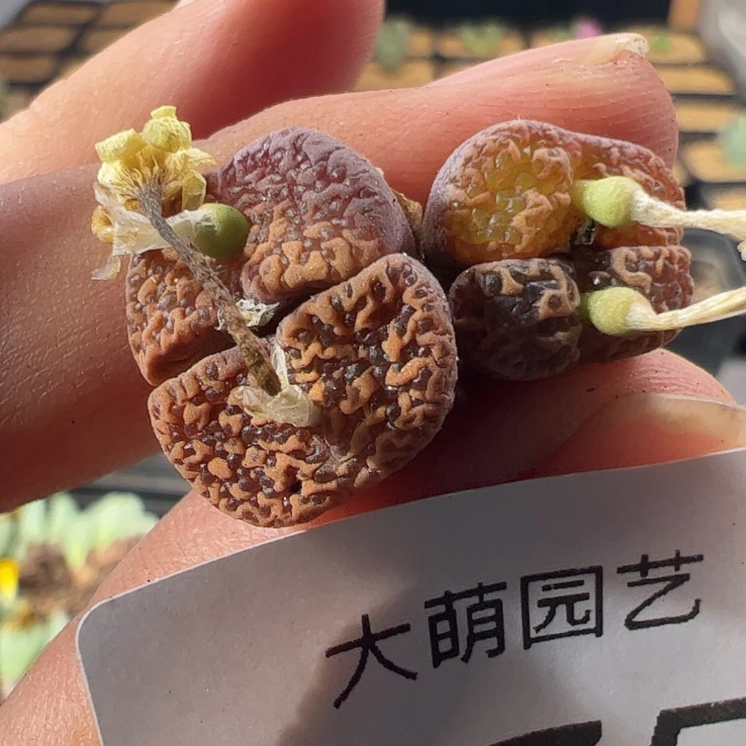 一物一拍泡泡勋章杂交，575