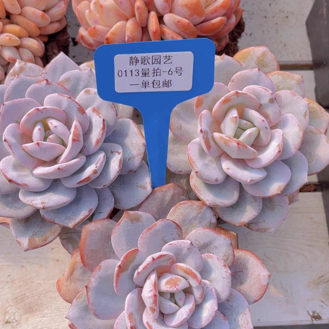 0113-6-奶茶大母本福利一颗