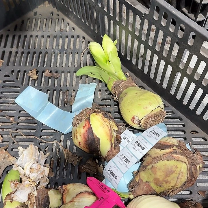 北极铃声花后球6公分