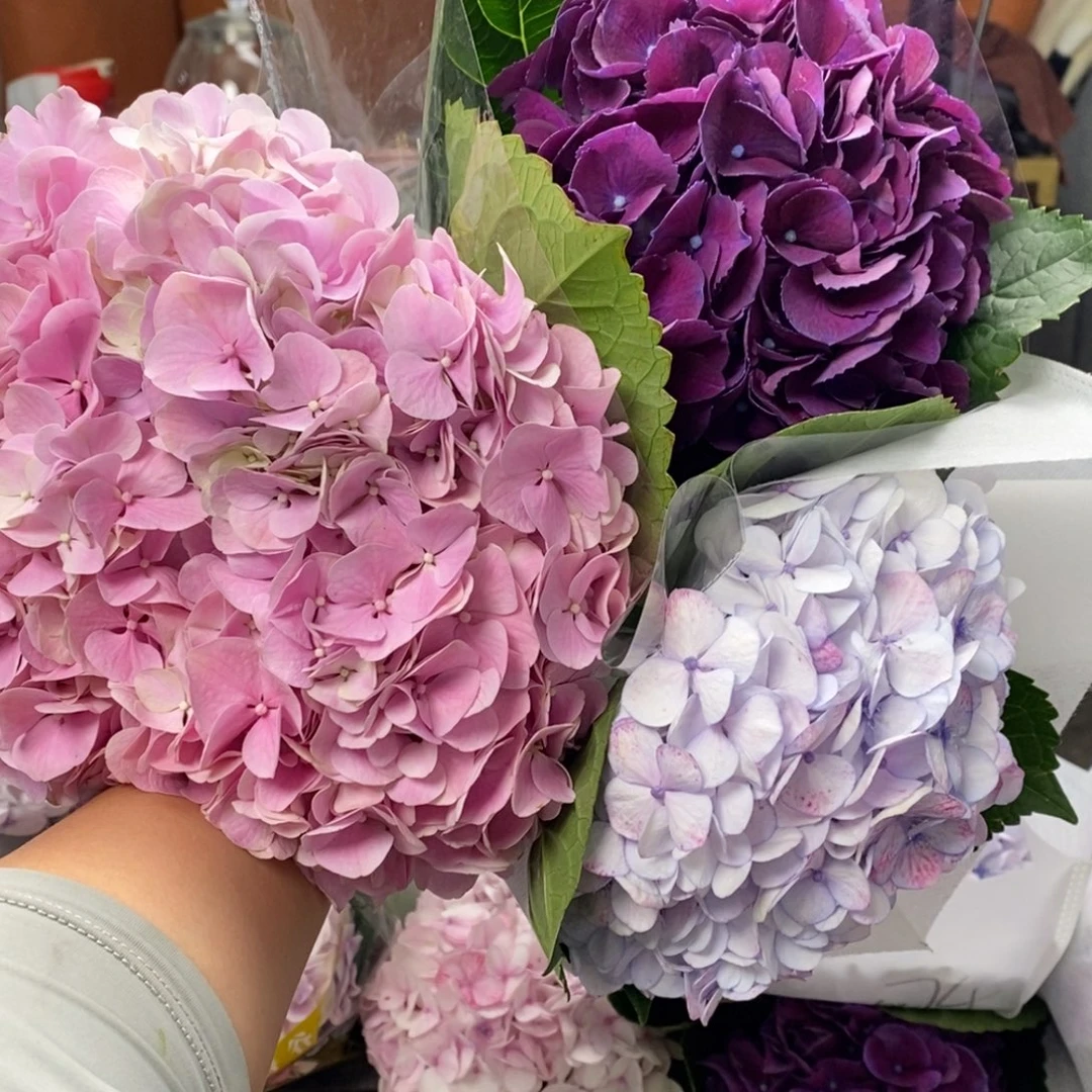 501号绣球拍下包邮