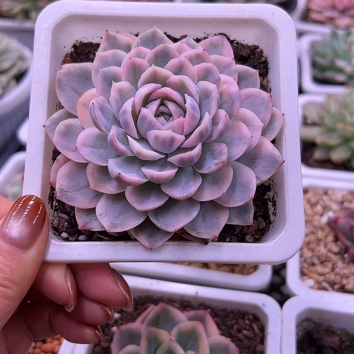 雪球锦多肉植物单头