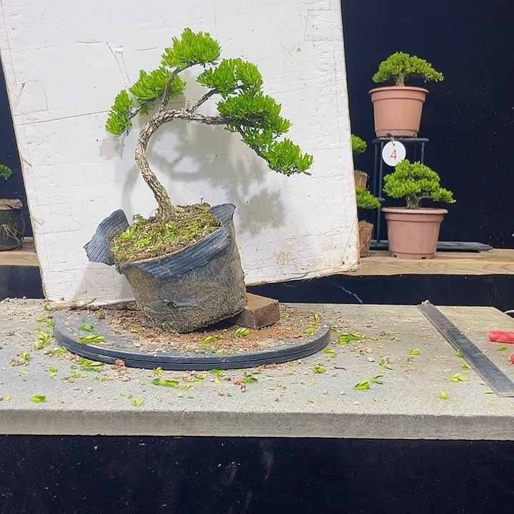 无花朵黄杨盆景四季常绿