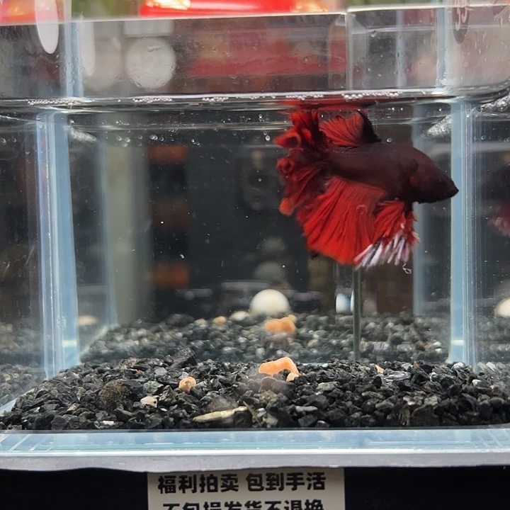 斗鱼竞拍跑单拉黑25日123