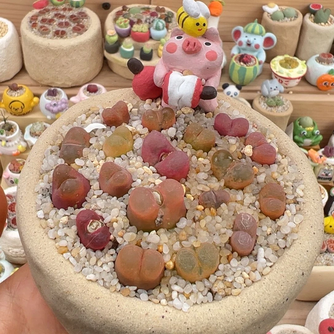 多肉植物31号毛毛