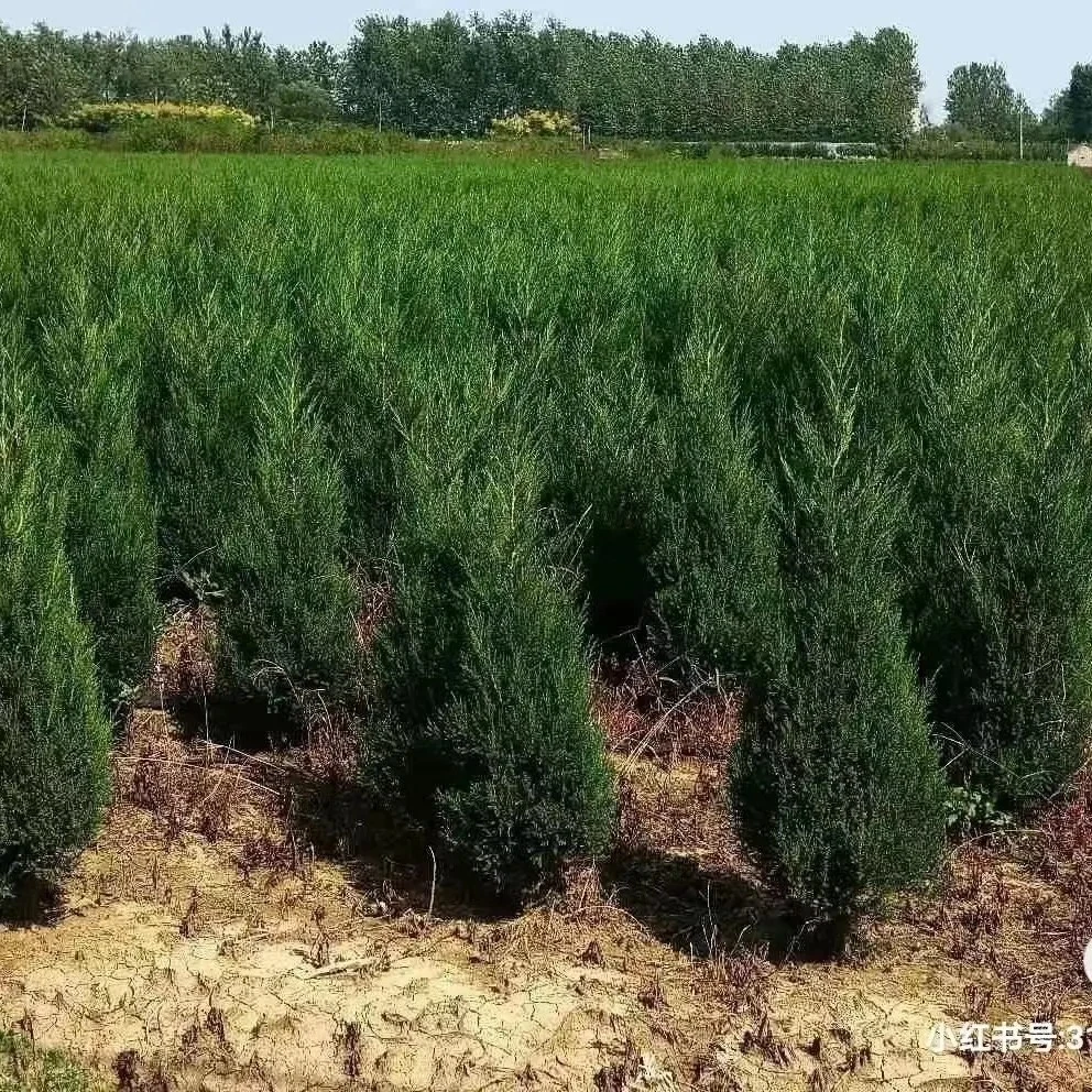 大量出售塔松小刺松刺柏宝塔松塔柏常青植物园林绿化苗小盆景苗
