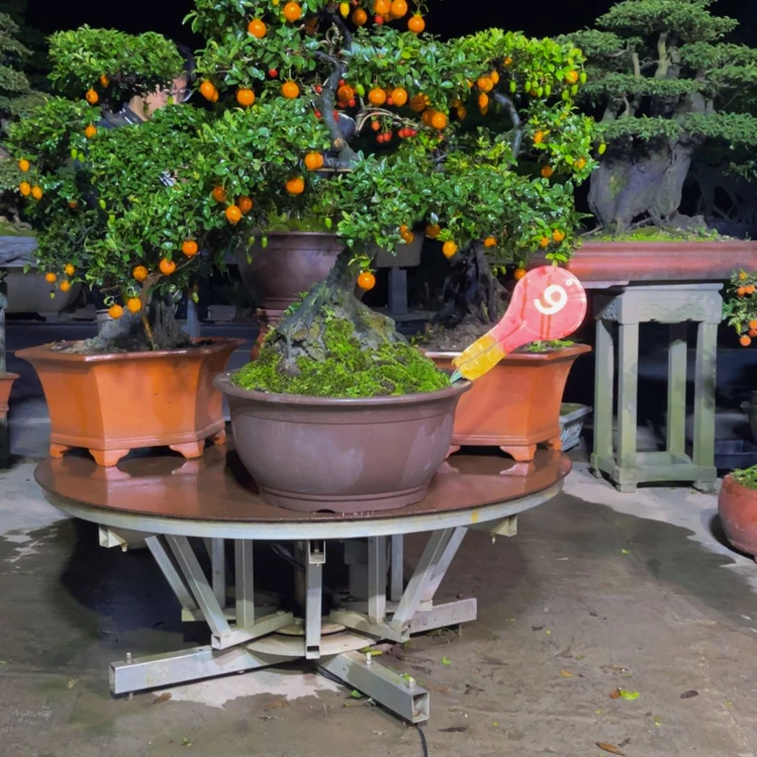 无花朵金弹子金弹子