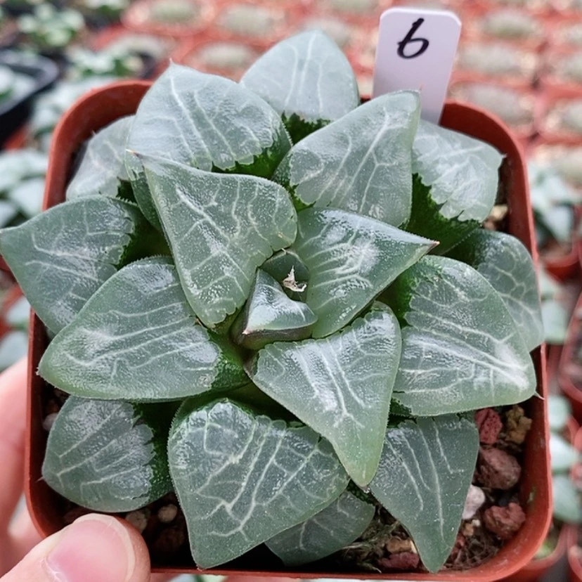 【闪购商品】6月影克