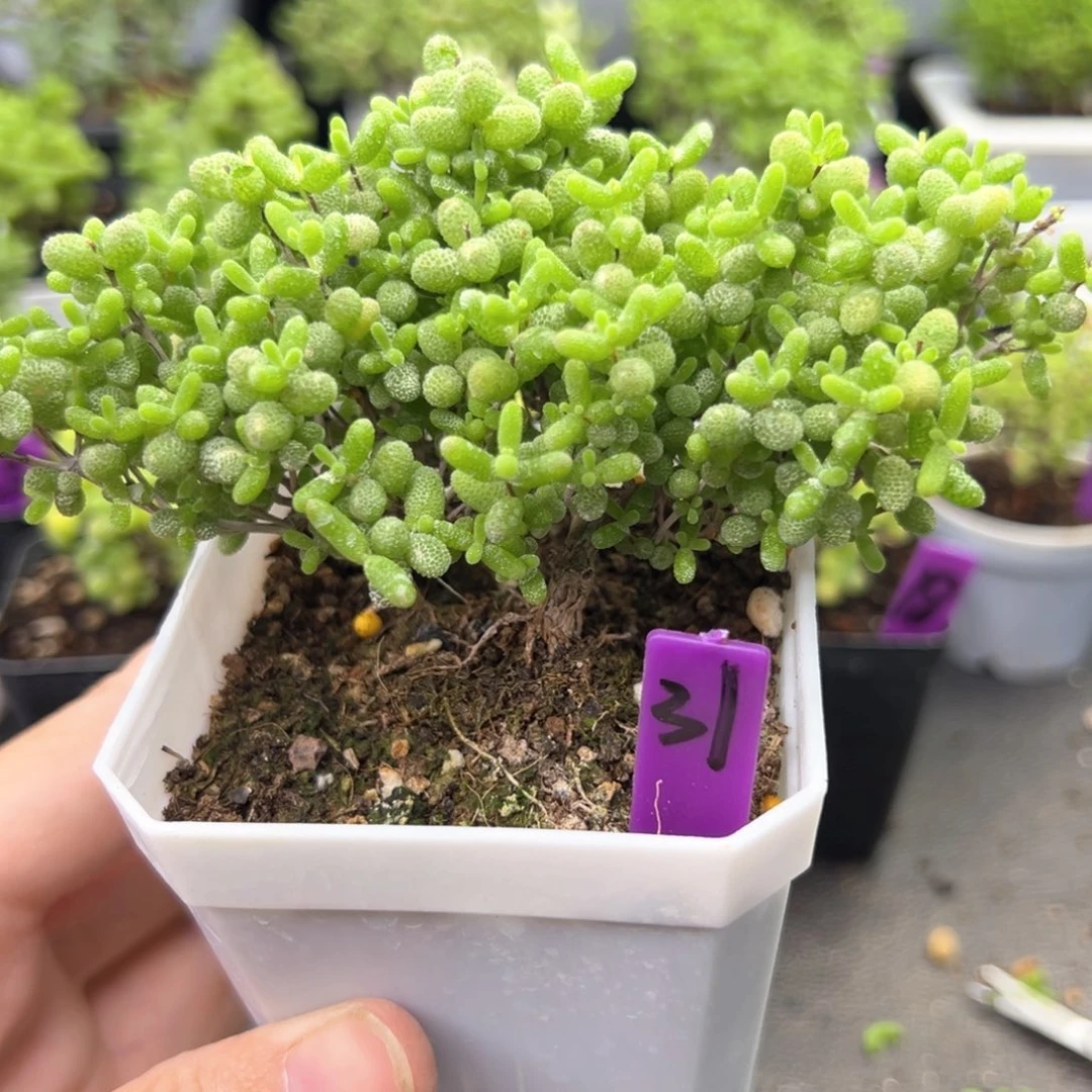 31号蜜橘悬崖桩一物一拍
