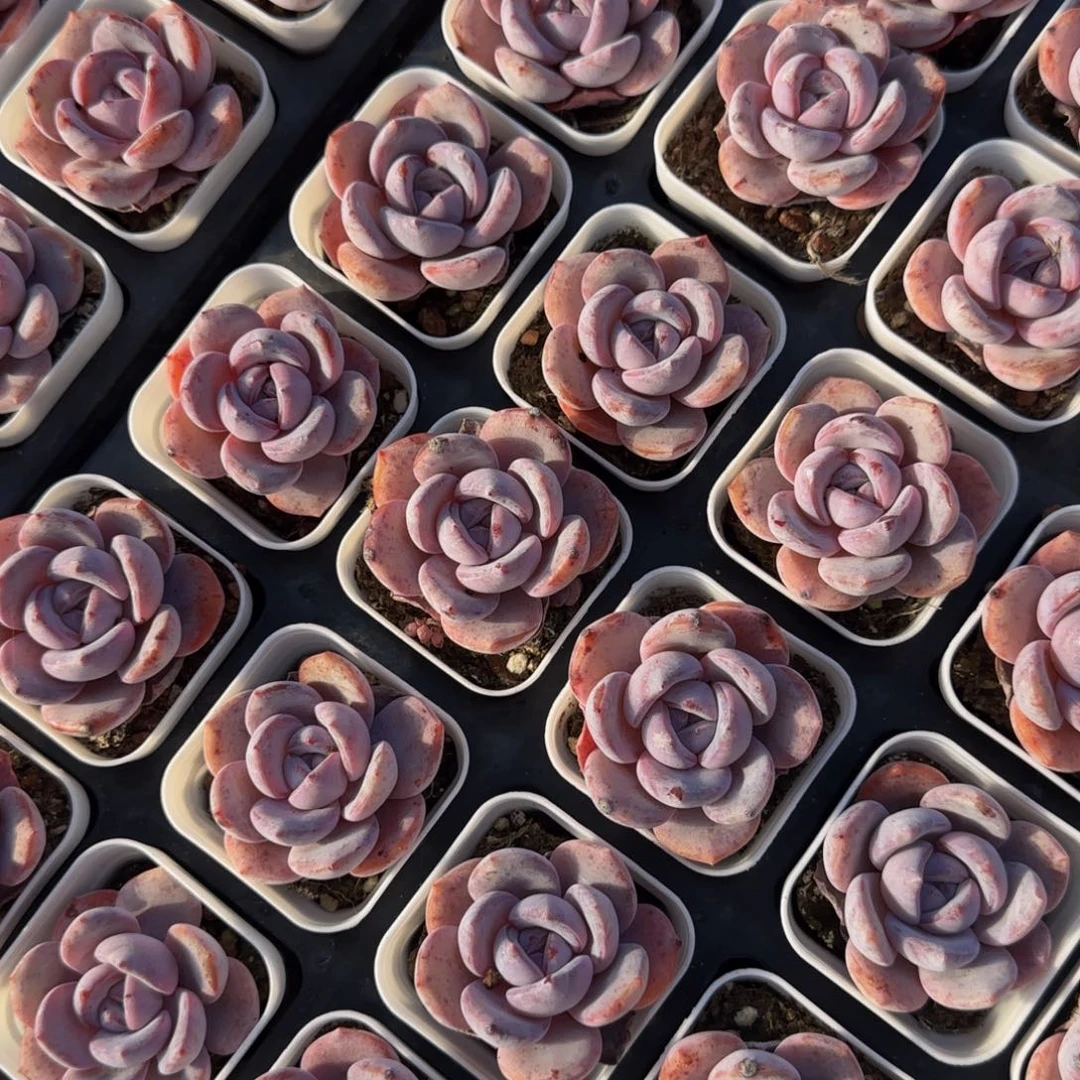 5颗一组奶盖单头特价