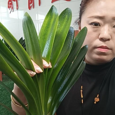 兰***草