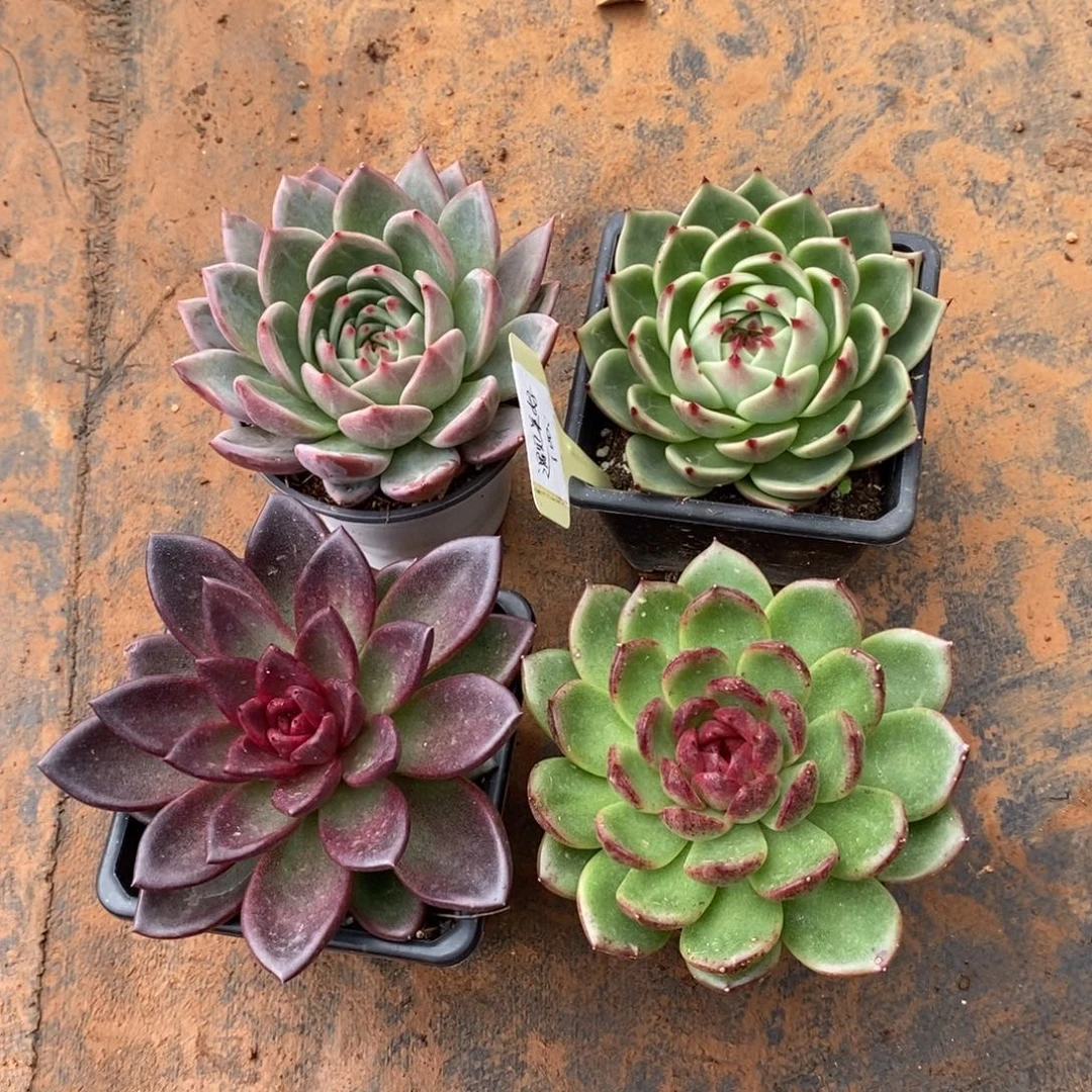 遇***好福利特价4颗美肉小精品