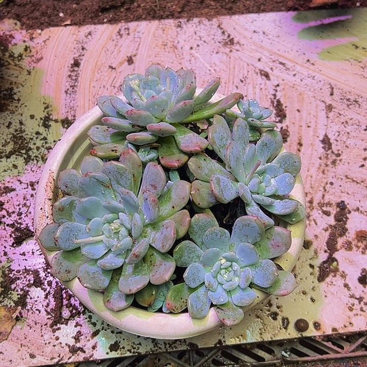 七***云多肉多肉多肉多肉