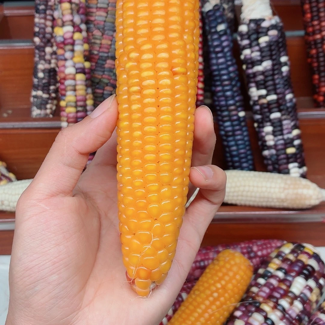 锦***夏吊坠白玉菩提文玩玉米毛料精品