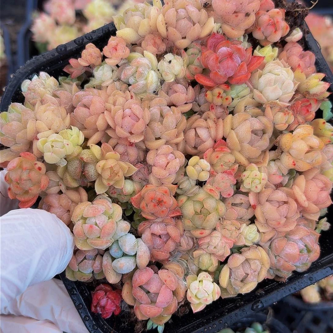 多肉植物多肉植物116