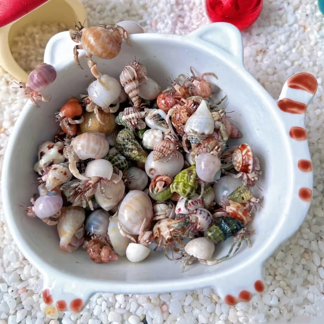 陆生寄居蟹大小彩豆可爱爬宠桌面小萌宠