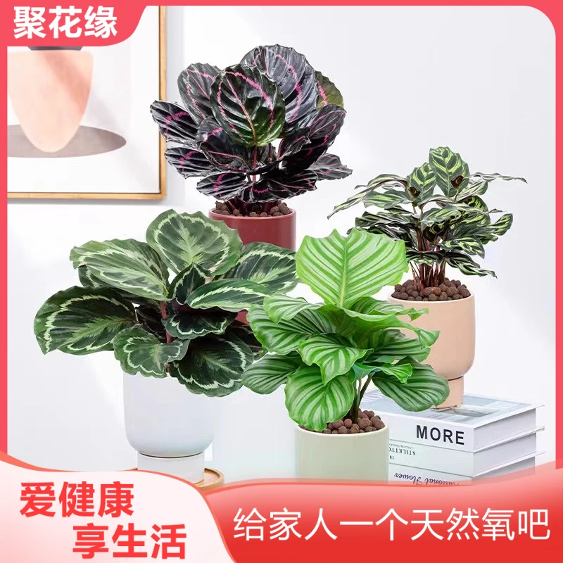青苹果竹芋植物室内好养孔雀红美丽彩虹竹芋水培盆栽网红绿植