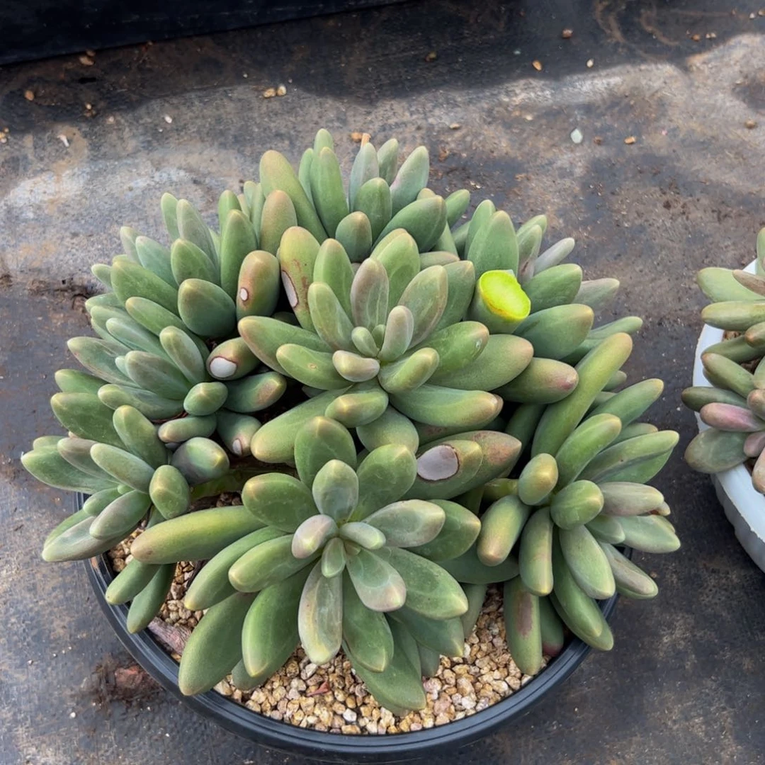 风*福利糖果多肉植物