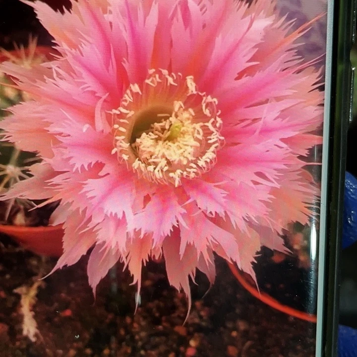 凤羽24号侧芽5-6歪18包邮