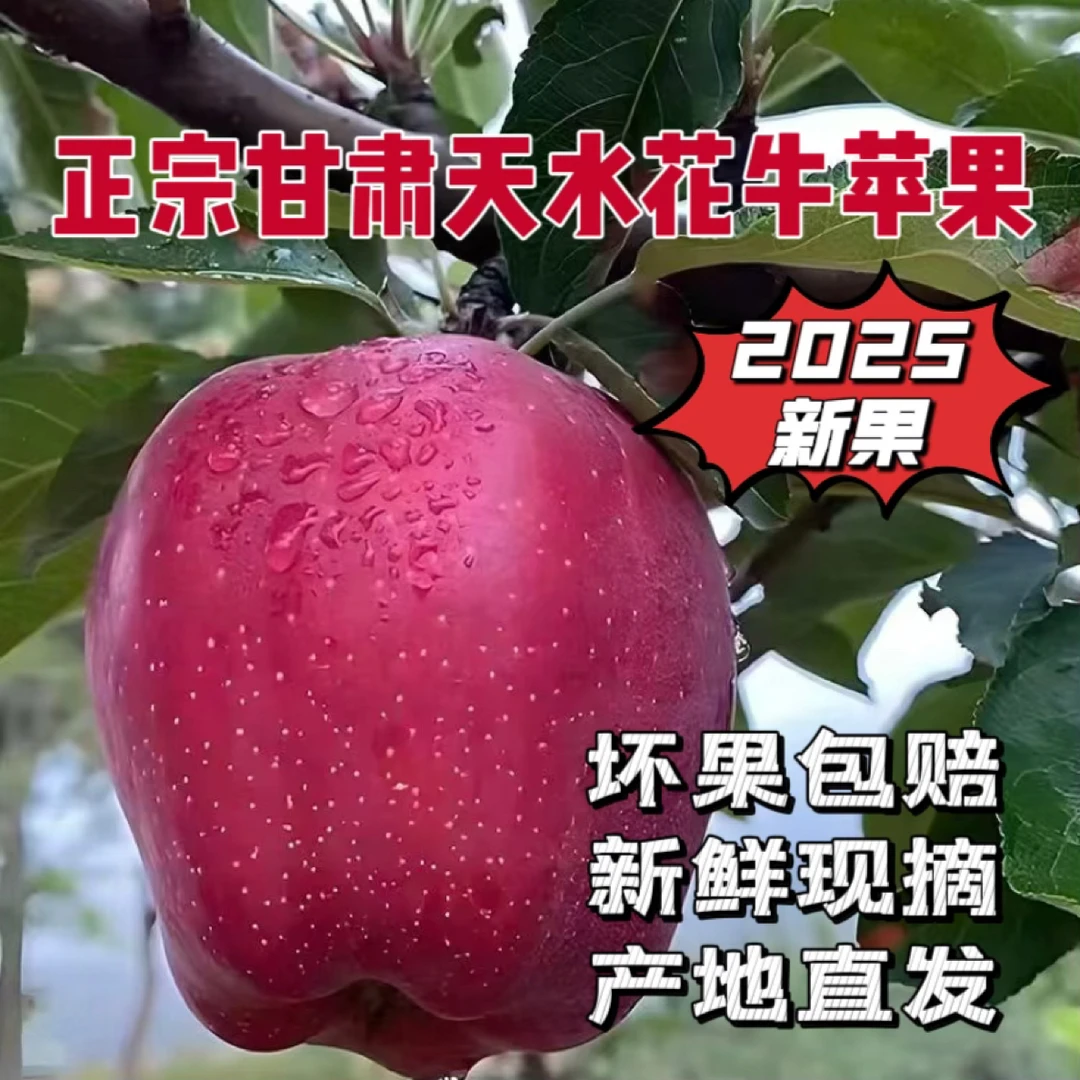 正宗甘肃天水花牛苹果高海拔山地当季果脆粉两吃