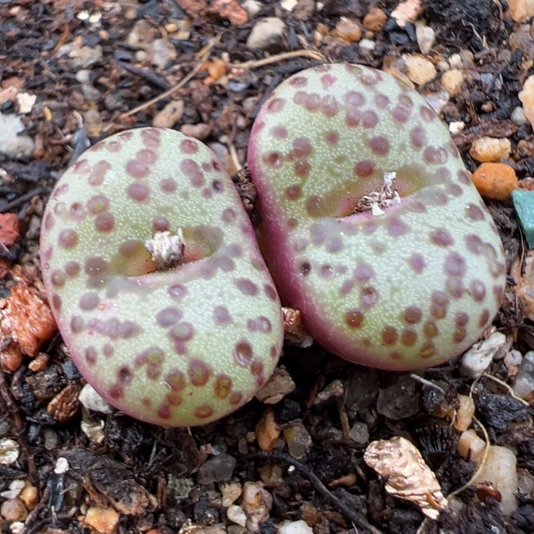 2.3好看的多肉a286