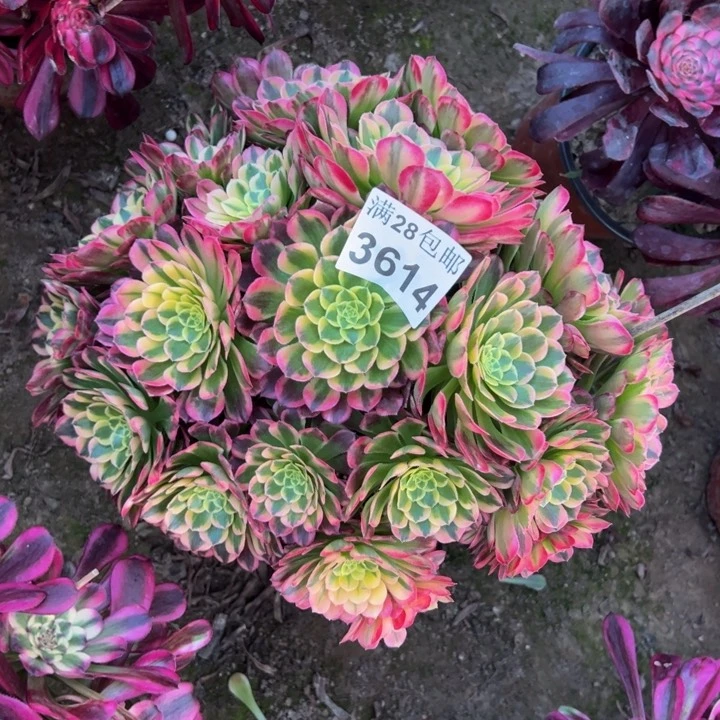 3615朝霞多肉植物