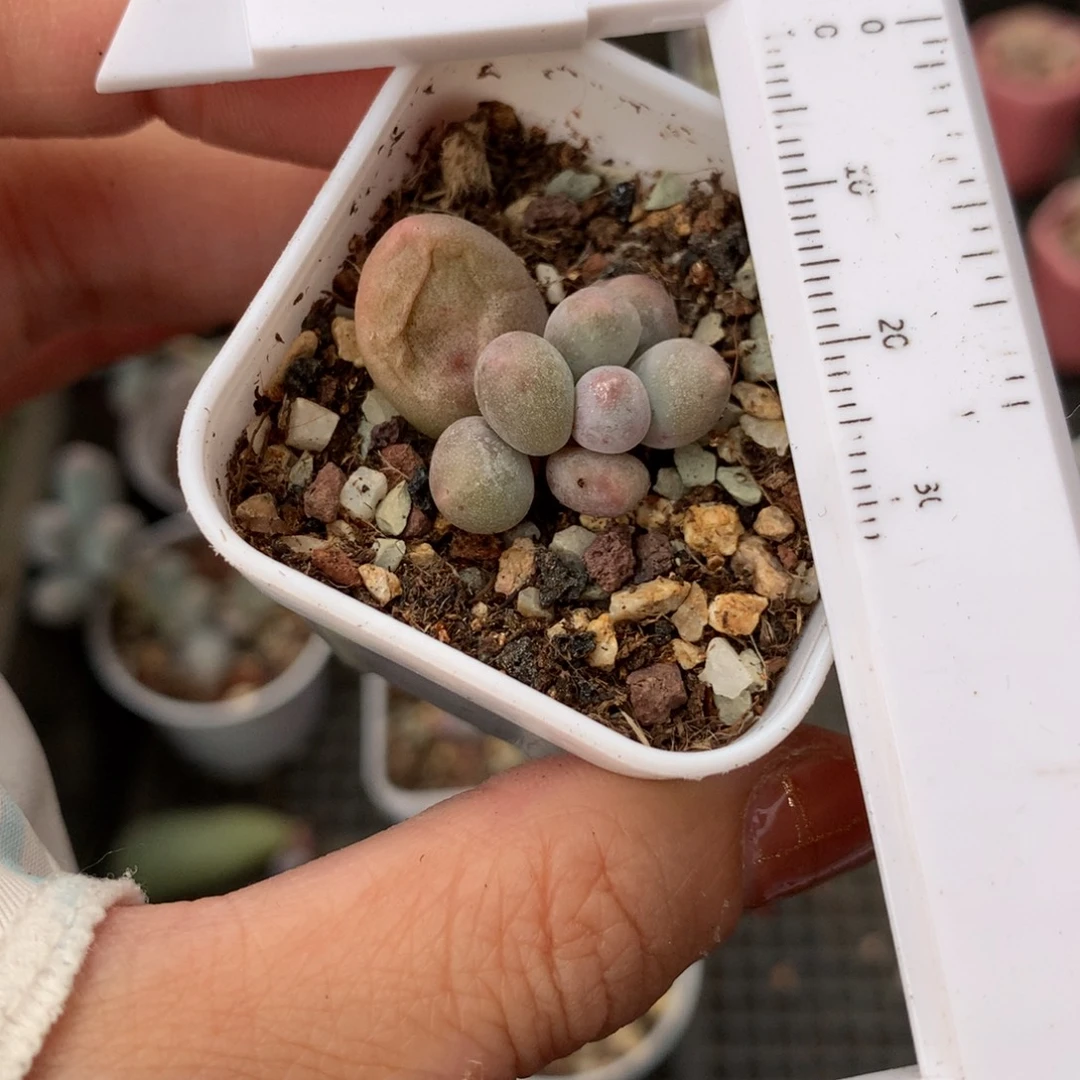 米可奶嚯哈哈哈哈哈