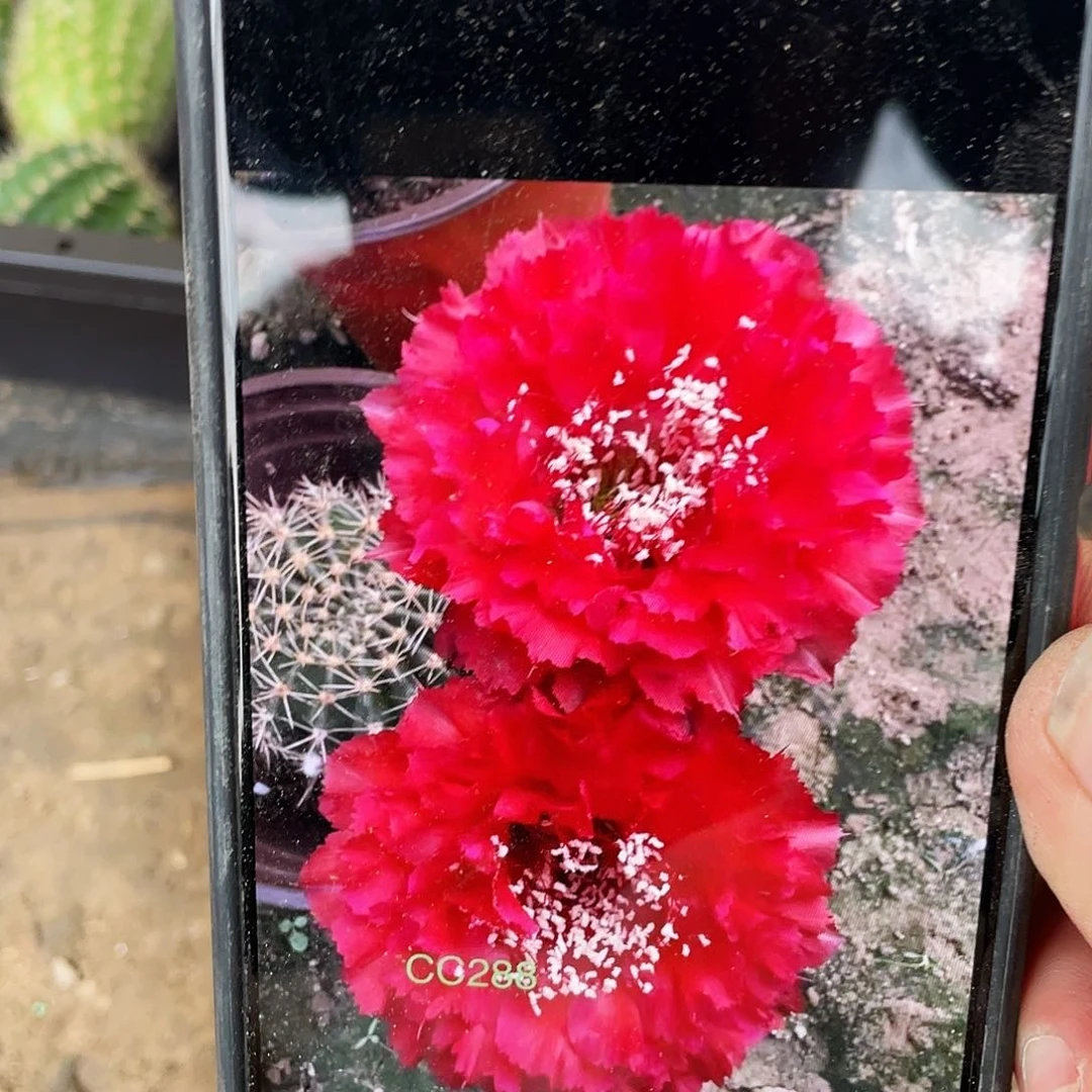 Cc288侧芽歪4公分以上满18包邮