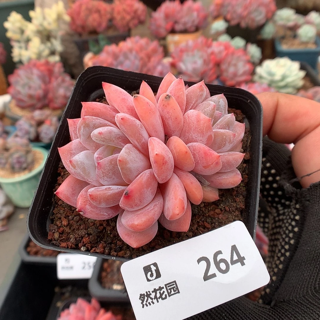 264日本雪天使多肉6666