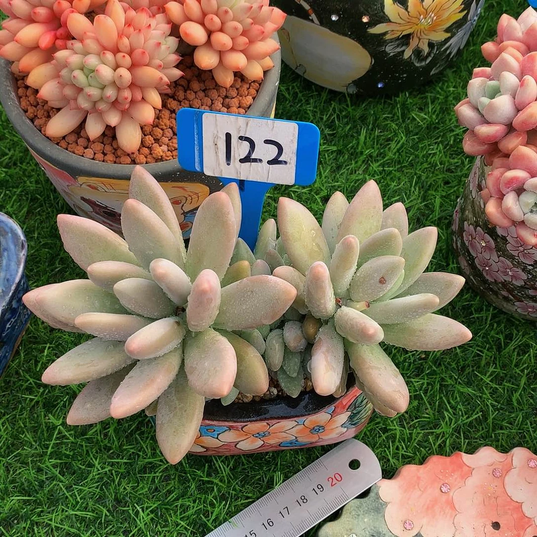 玉***院白兰地多肉植物6272727