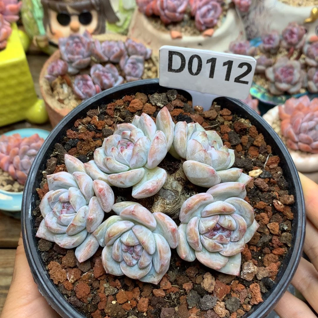 D0112 星影 老桩开播福利