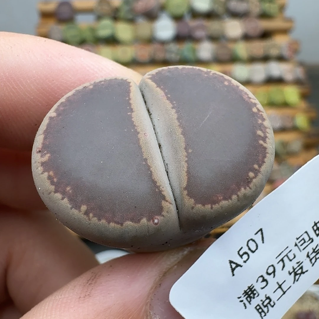 507多肉哈哈哈哈哈哈哈
