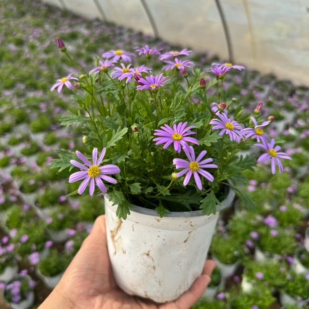 姬小菊拍一盆到2蓝色春季室外地栽草花基地鲜花家庭园艺直发