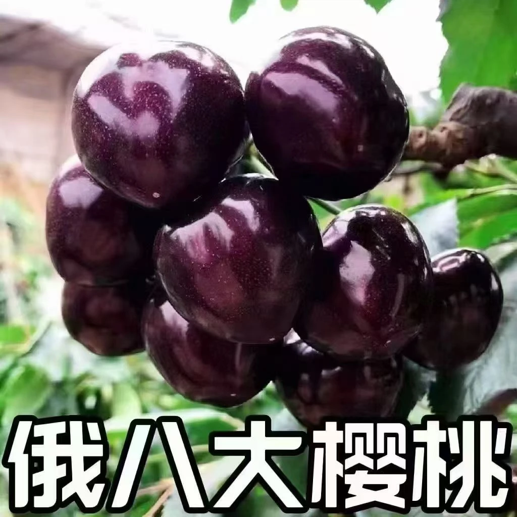 现摘大连露天俄八大樱桃 新鲜当季水果顺丰空运，5斤俄罗斯樱桃