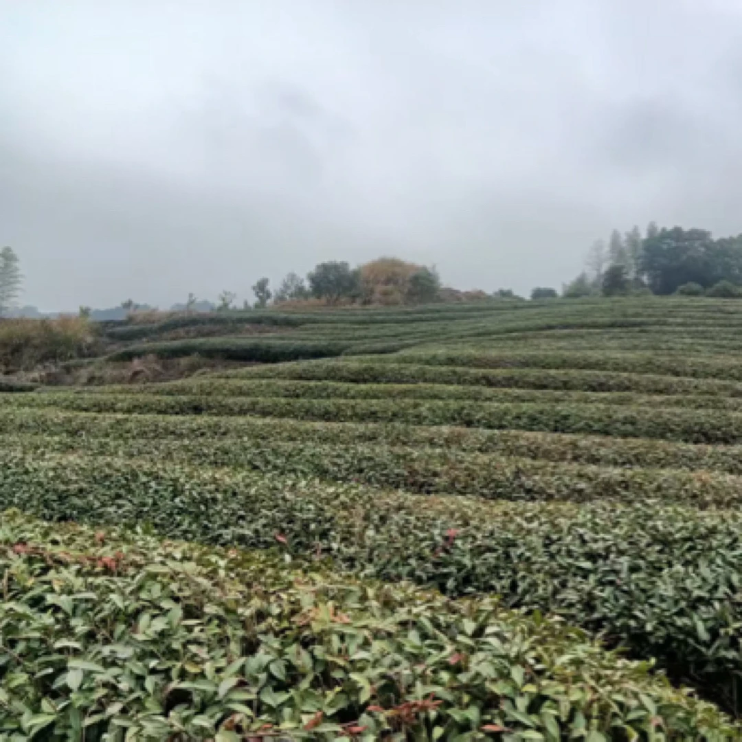 武夷山市大水坑肉桂