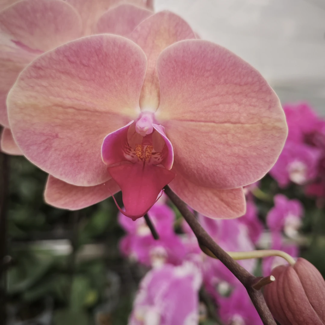 3.5欣欣向荣，3.0米歇尔，蝴蝶兰