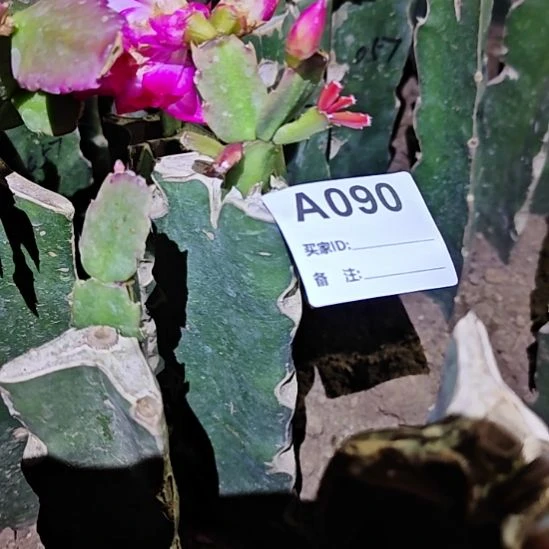 061嫁接零下5℃之上90