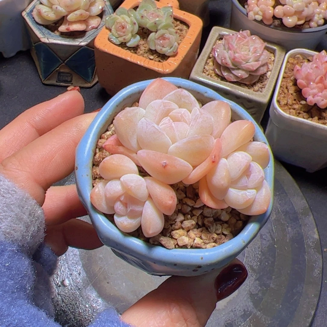 格*奶油冰玉，多肉植物