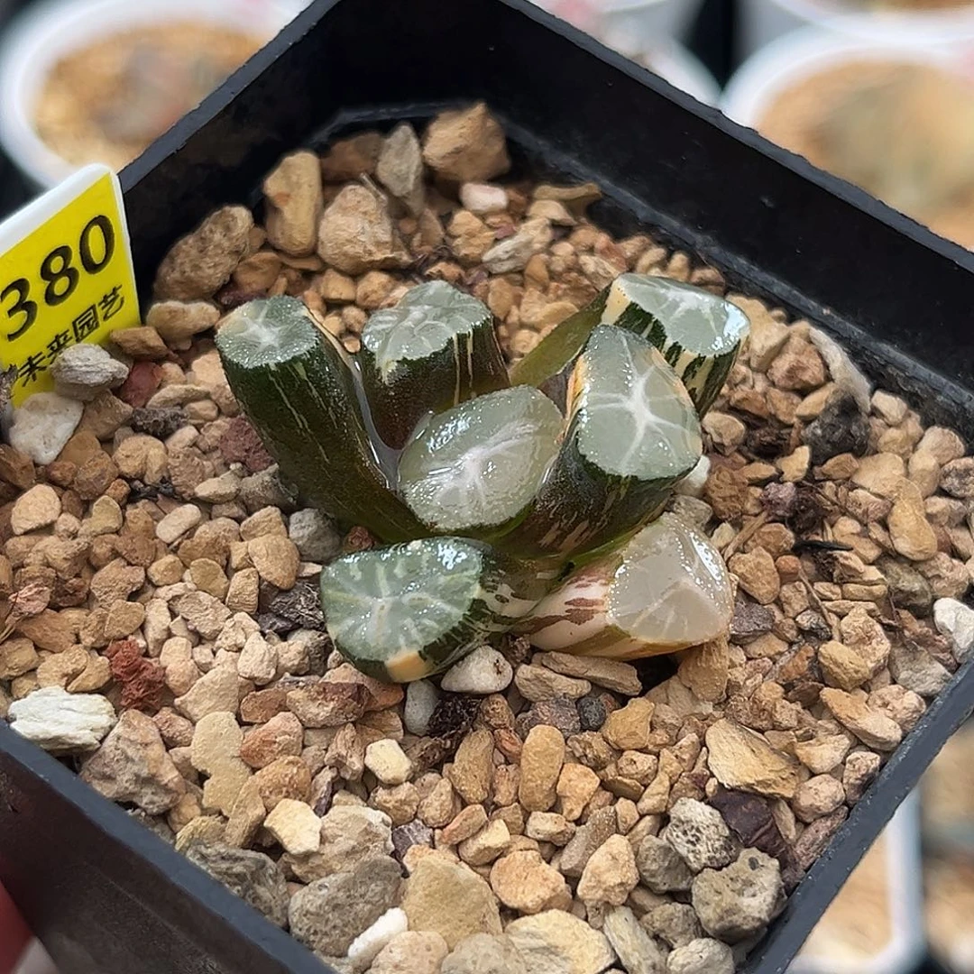 380玉龙万象锦福利福利