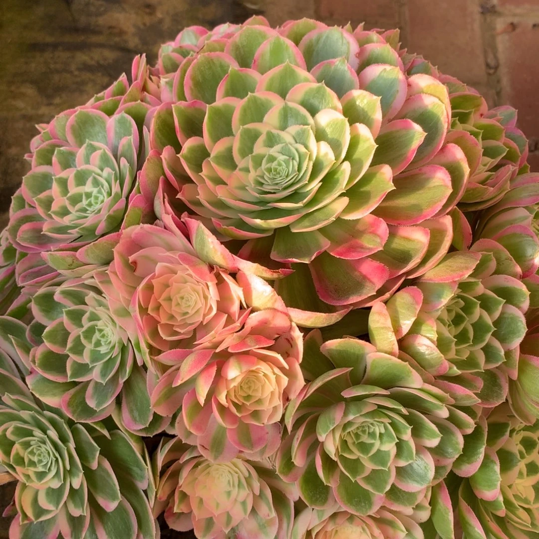 孔雀翎，多肉植物的