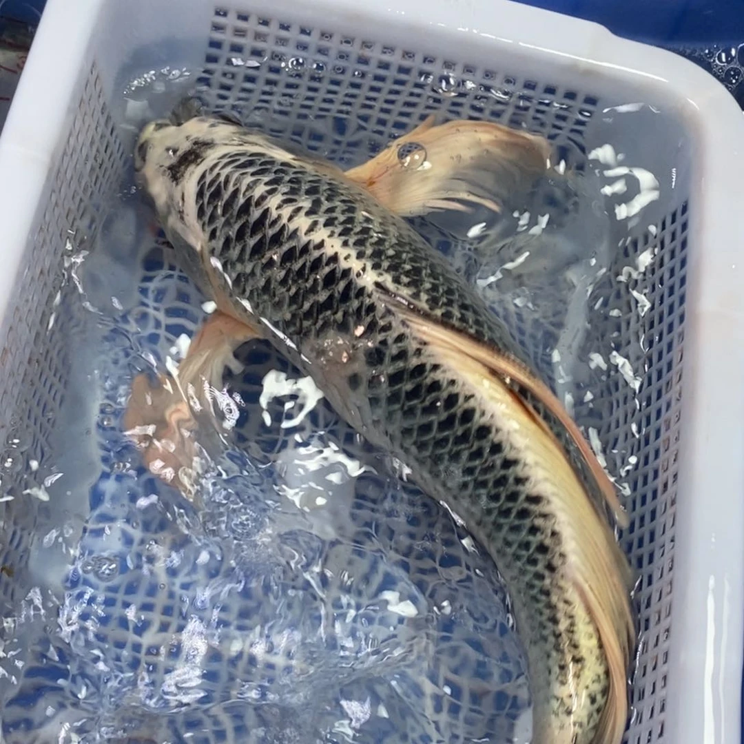 锦鲤冷水锦鲤包邮