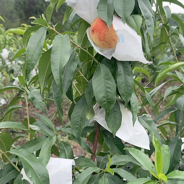 南充充国香桃四川苍溪脆桃
