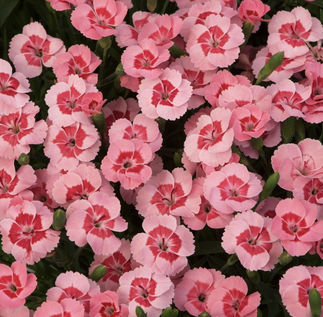 蜜桃石竹适合庭院草坪种植耐寒且四季开花观赏花卉