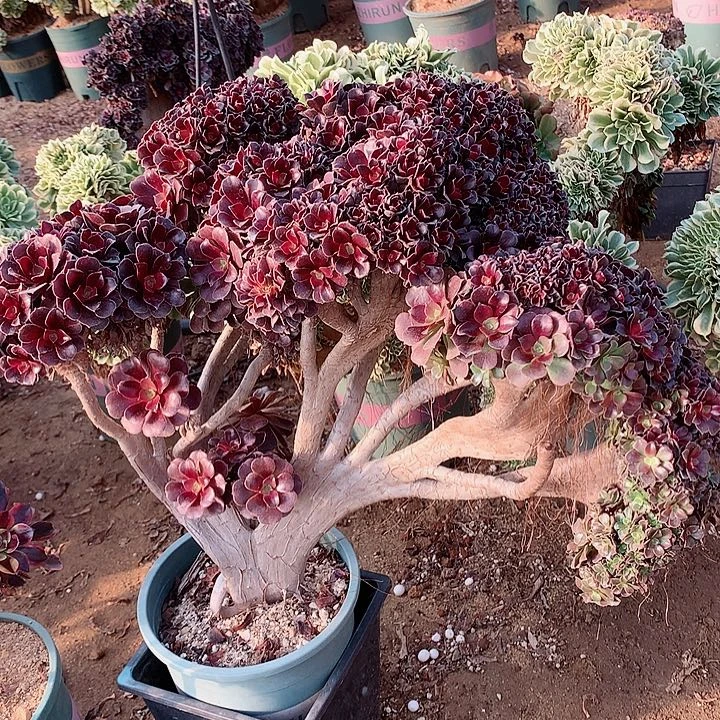 梅花朵朵脱土发货啊