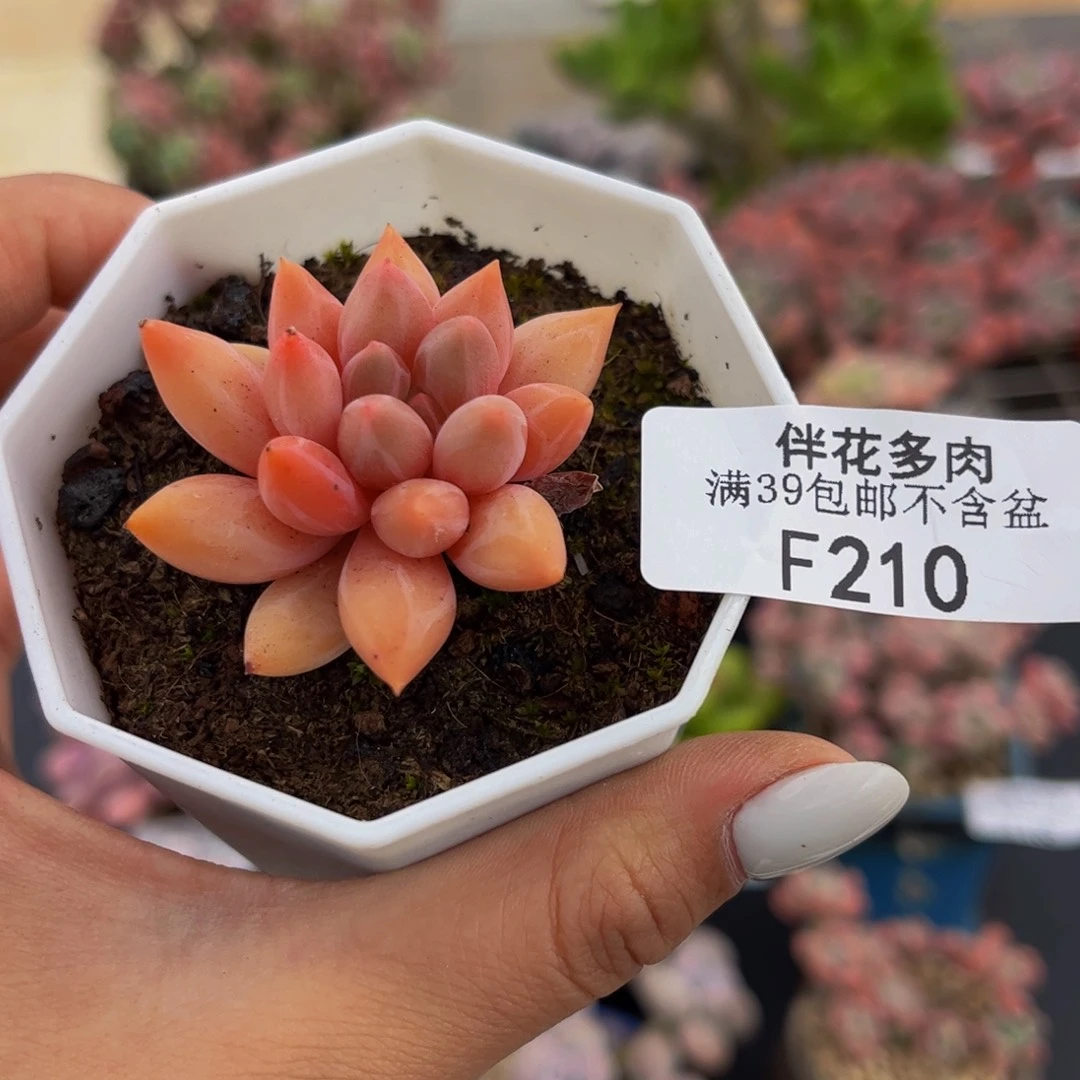 210-车厘子多肉5cm