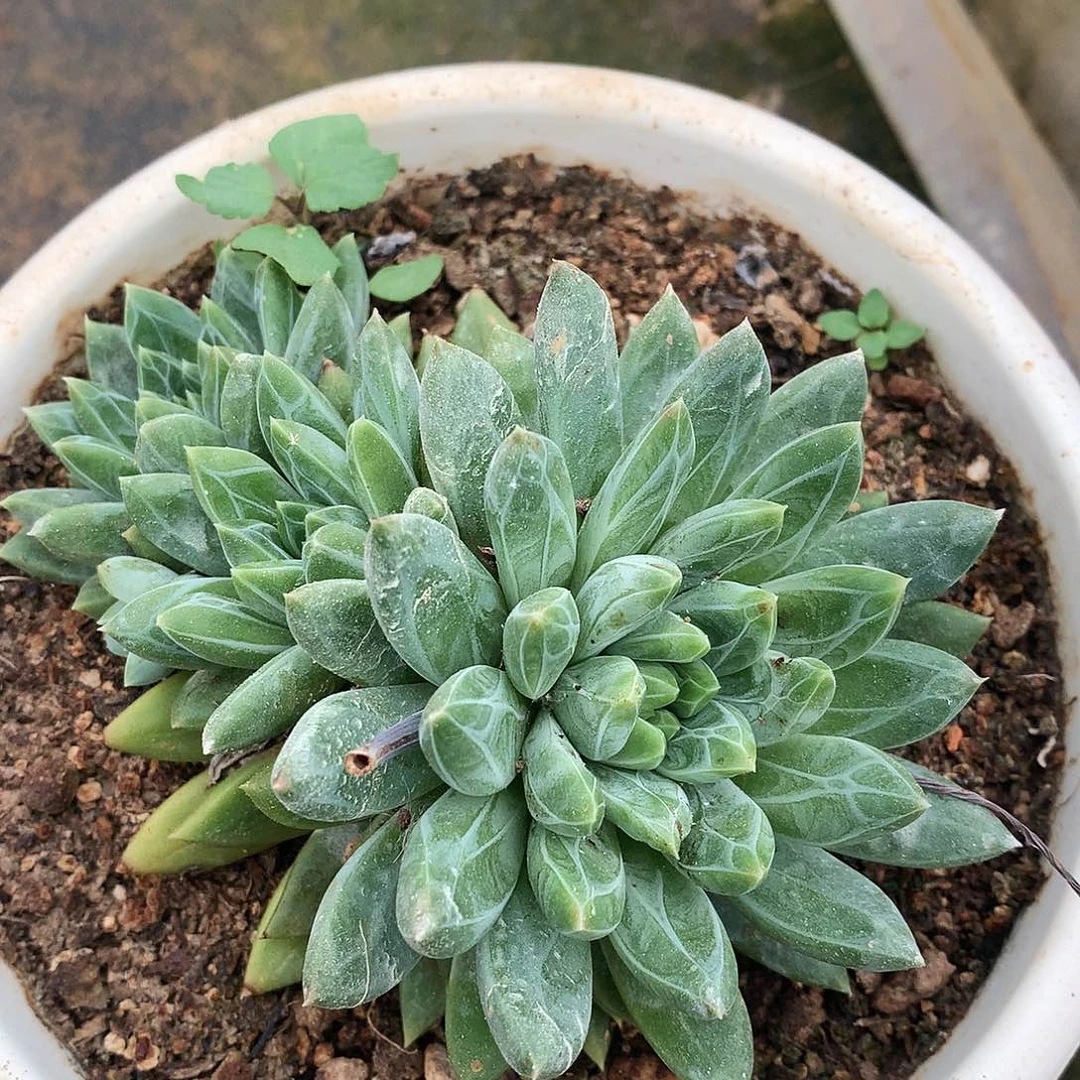 青花瓷一物一拍3-105
