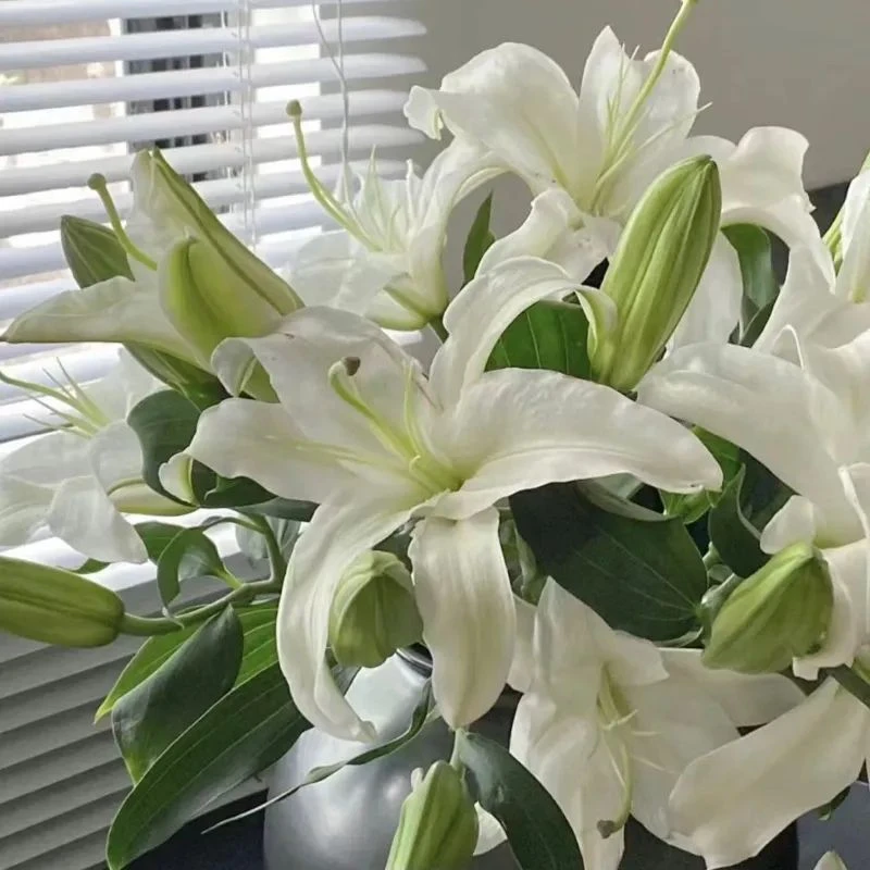 西伯利亚（浓香型）白色多头香水百合花束长花期基地直发新鲜10支