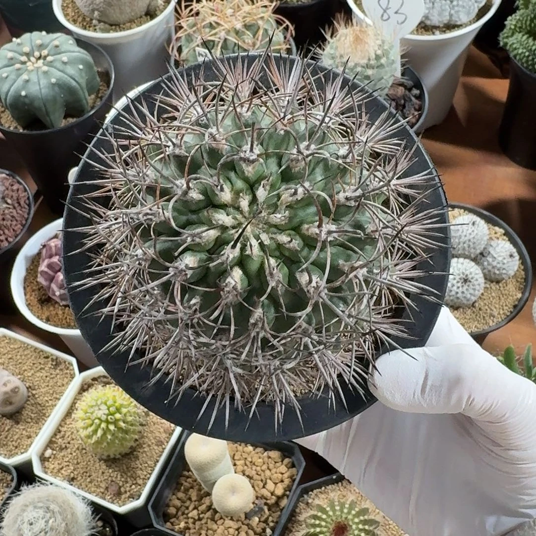 爆***巫逆豹丸仙人球12345